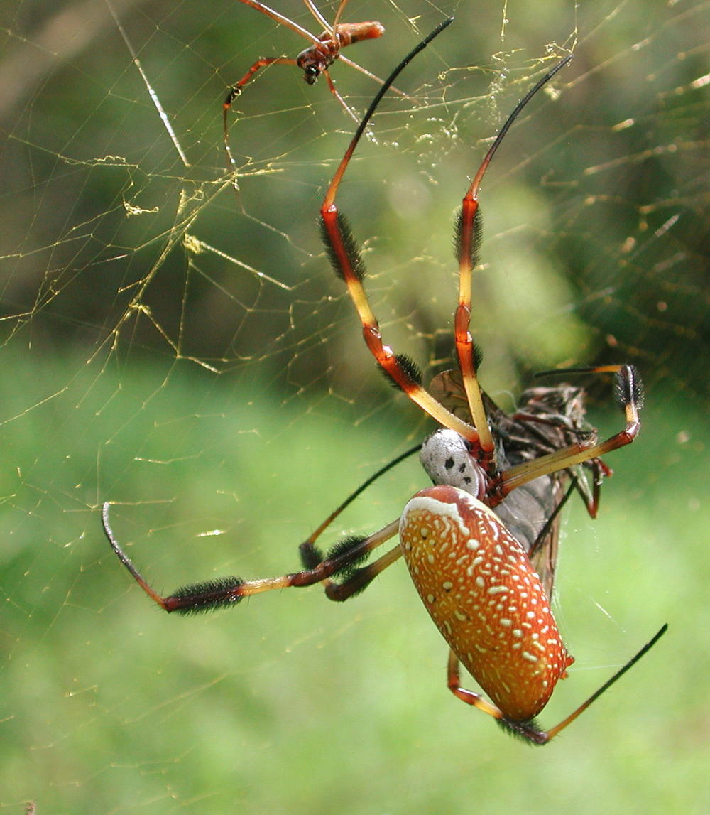 Banana Spider 