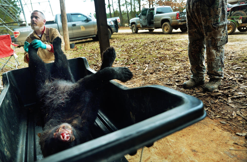 Then UGA graduate student Mike Hooker takes samples in 2013 from a bear killed in the one day middle Georgia bear hunt. The study Hooker worked on established limits on how many of the 400 or so mile Georgia bears could be killed every year.