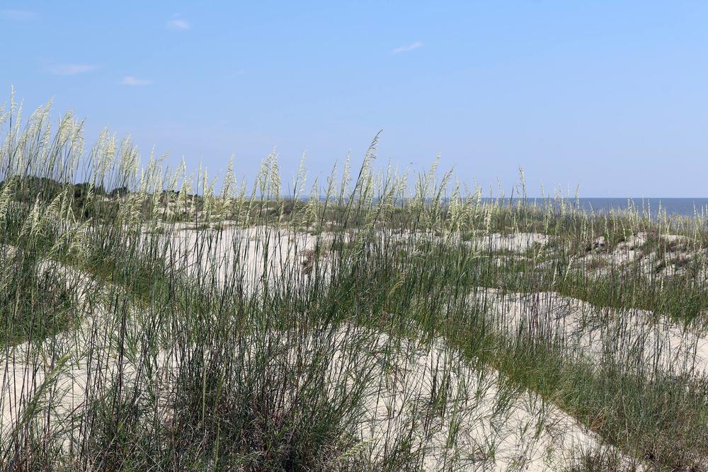 Georgia and South Carolina beaches will soon play host to nesting sea turtles. But a cold March could mean fewer turtles.