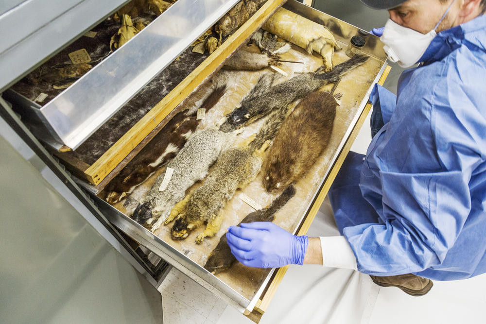 Craig Byron, a biologist at Mercer University in Macon, opens up a drawer of preserved mammal specimens he found while preparing to help the school's science department move to a new building. 