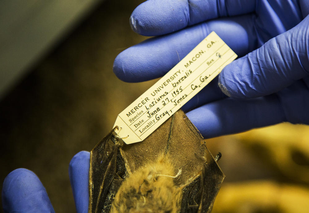 Biological specimens are worthless without a record of when and where they were collected. With that, specimens like this Eastern Red Bat from Jones County, Ga. become time capsules. 