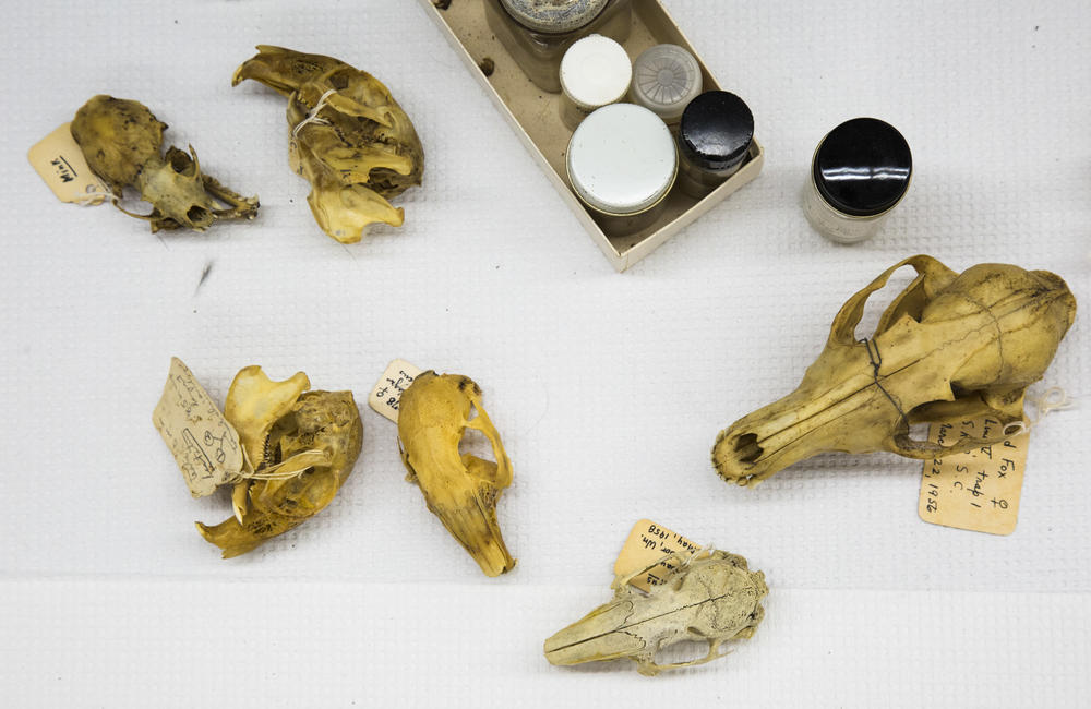 An assortment of mammalian skulls in the Mercer University collection. 