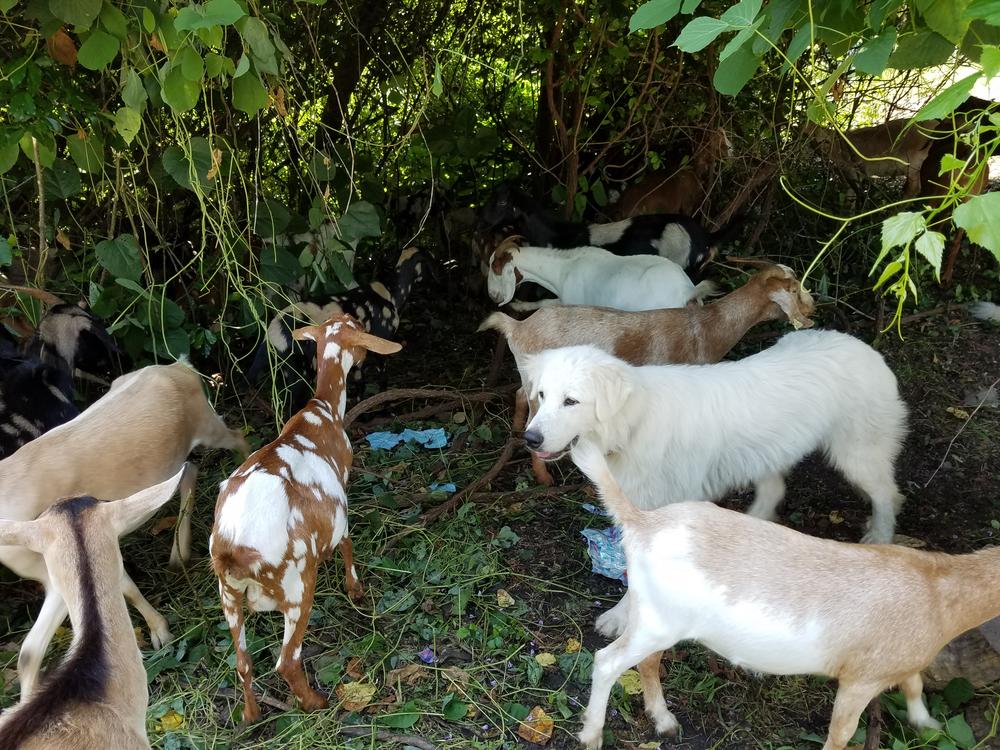 Watchful dogs protect the goats, barking at anyone who gets too close.