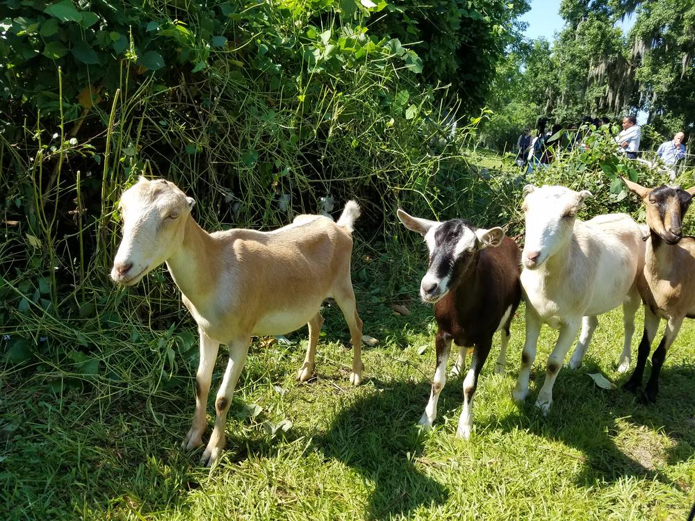 A herd of goats is charged with clearing a Savannah cemetery of invasive plants like kudzu and poison ivy, some of their favorite foods.