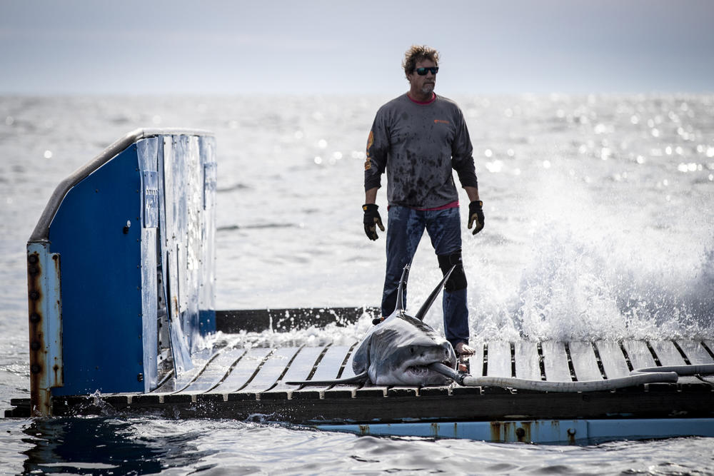 Captain and Fishing Master Brett McBride stands behind Brunswick, a white shark caught on OCEARCH's latest expedition.