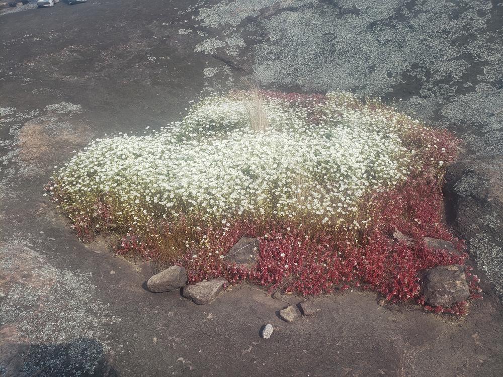 Solution pits come to life in early spring with diamorpha that stay dormant most of the year.
