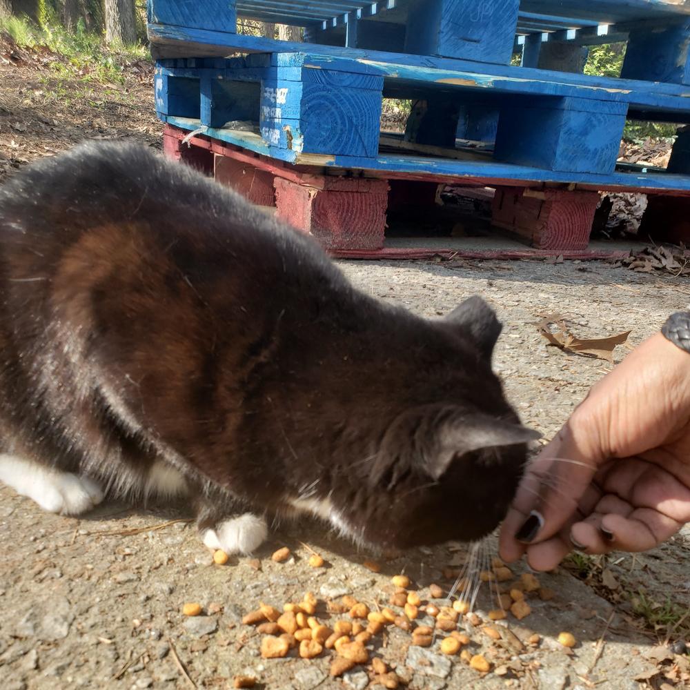 A cat nibbles on some food outside of the Perkerson House in SW Atlanta