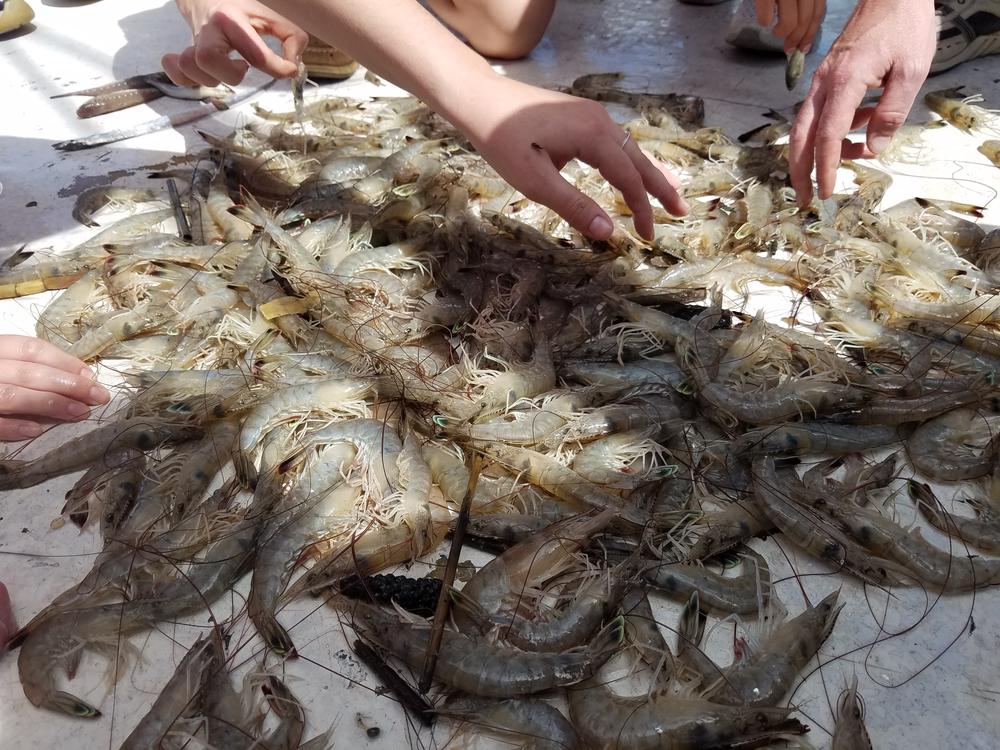 Georgia Southern students sort through the contents of a shrimp net. This catch is mostly shrimp, but shrimpers often catch sharks, rays, crabs and fish as well.