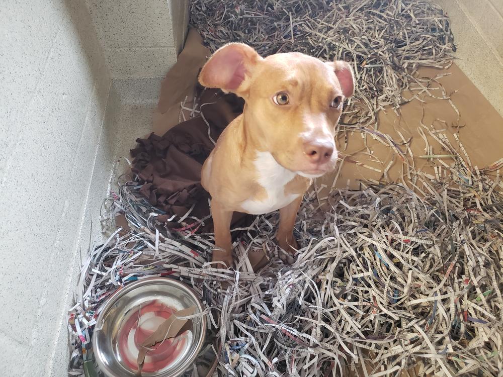 Red, one of the puppies searching for a home at the Humane Society in Atlanta. 