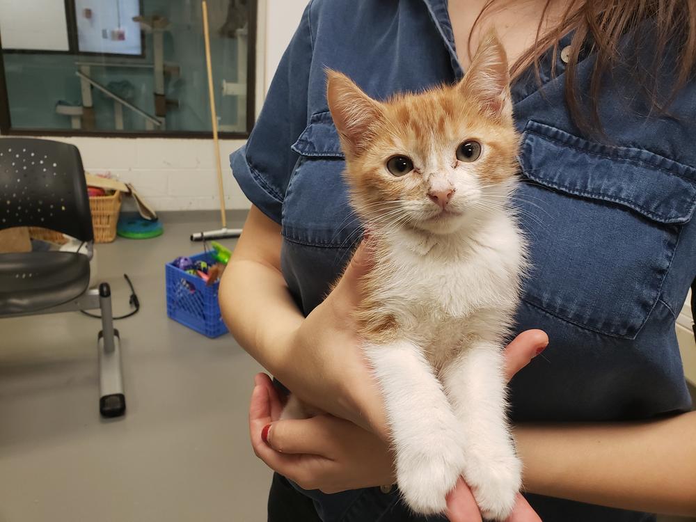 Not a dog lover? Here's one of the many kittens found at the Atlanta Humane Society