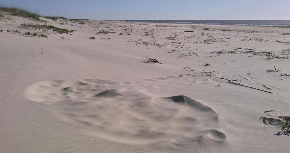 A loggerhead sea turtle crawled up onto Cumberland Island over the weekend to lay the year's first nest.