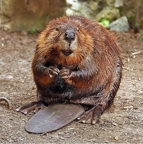 A mischievous-looking beaver