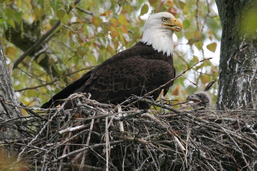 A bald eagle in a nest.