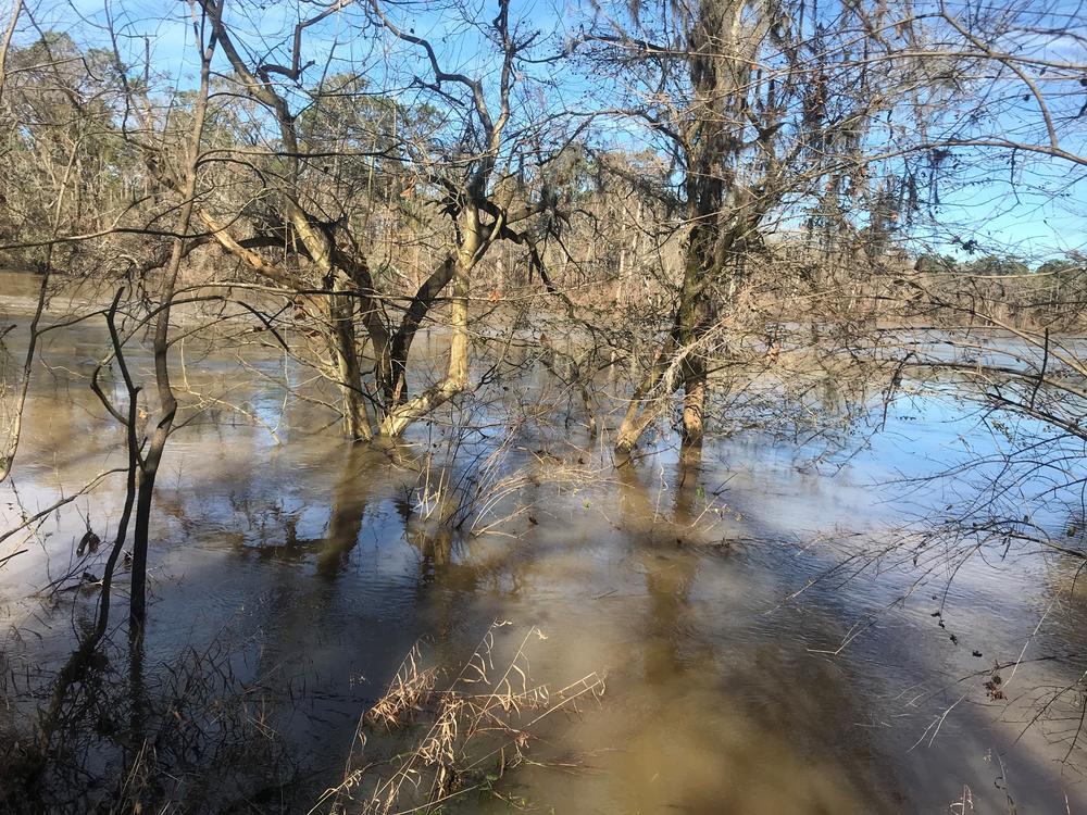 The Flint River bank on the edge of Casey Cox' farm.