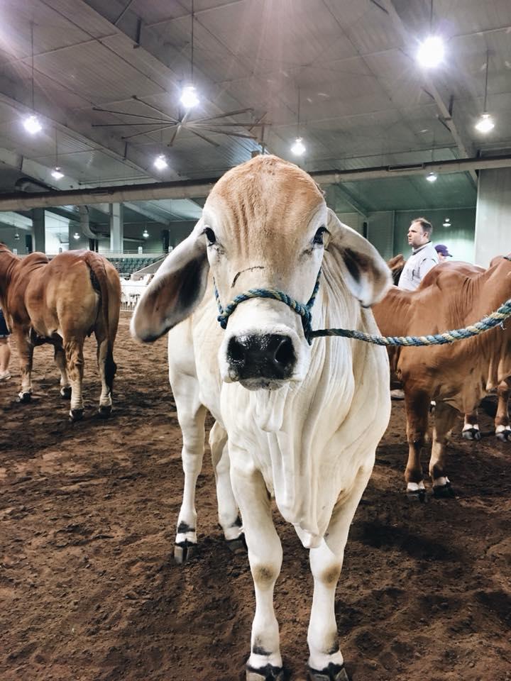 Cows at the fairgrounds in 2018.