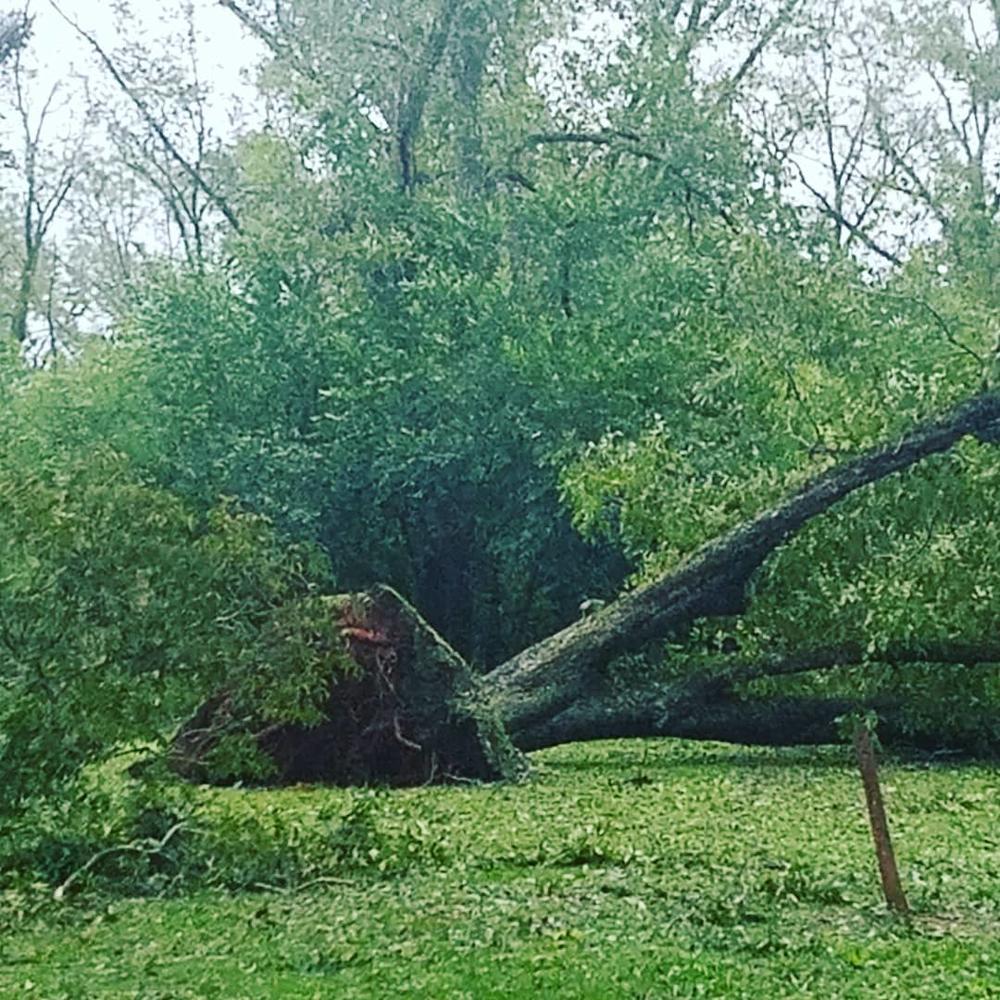 Tree down in Americus