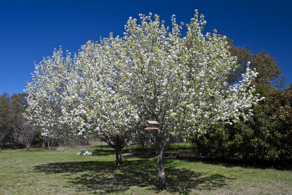 The Bradford Pear Tree 