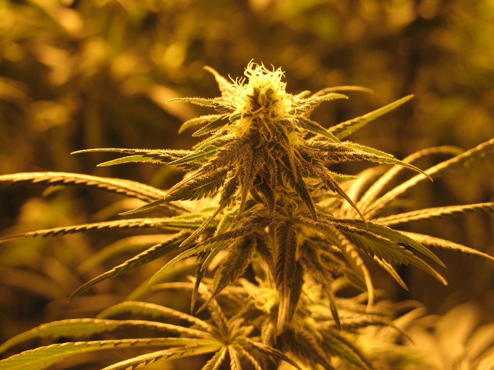 The new proposal will reduce the level of THC permissible in cannabis oil from 5 percent to 3 percent.