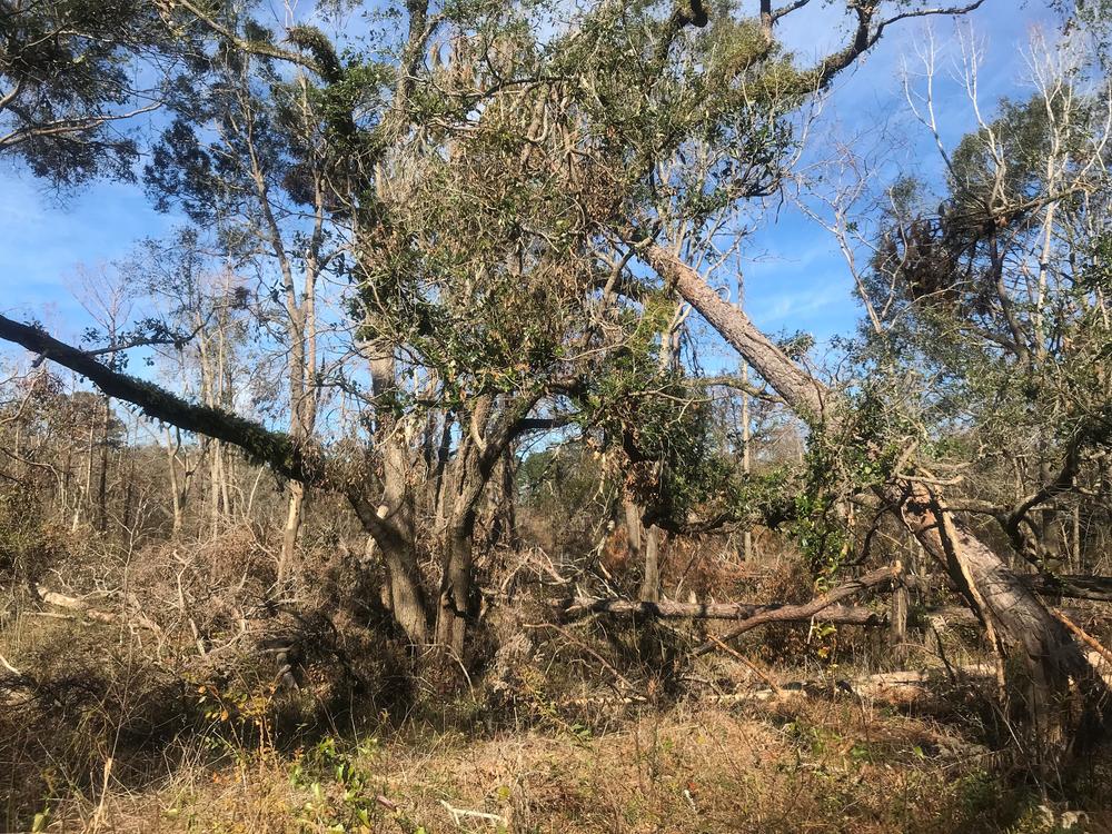 Trees remain toppled over on the Cox family farm after Hurricane Michael tore through in October 2018.