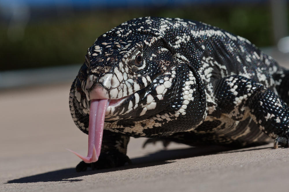 Large Lizard From South America Has Georgia On Its Mind | Georgia Public Broadcasting Large Lizard From South America Has Georgia On Its Mind | Georgia Public Broadcasting