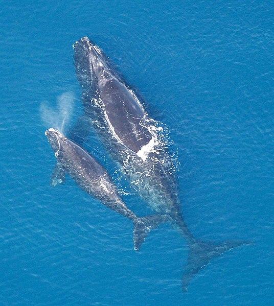 North Atlantic right whale with calf