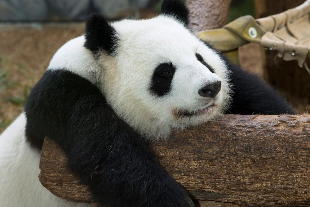 You can watch pandas at Zoo Atlanta on their Panda Cam