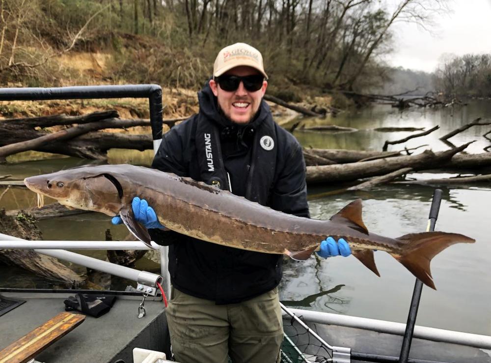Armuchee Fisheries staff caught and released the sturgeon in January.
