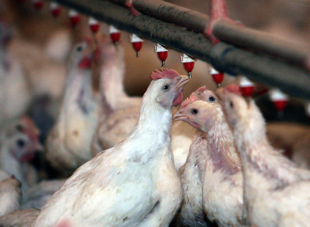 Chickens at a chicken house in Cumming, Ga., April 24, 2006.