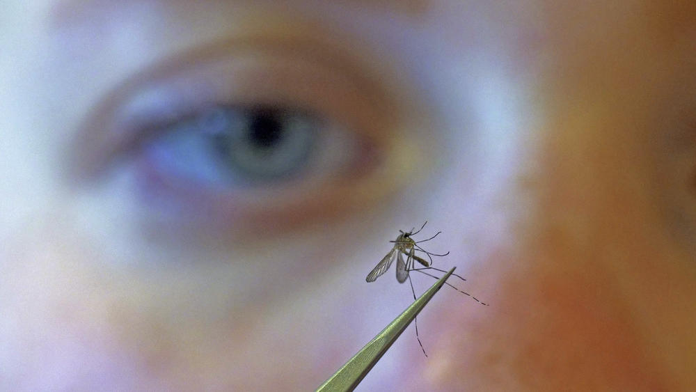 In this Aug. 26, 2019, file photo, Salt Lake City Mosquito Abatement District biologist Nadja Reissen examines a mosquito in Salt Lake City.