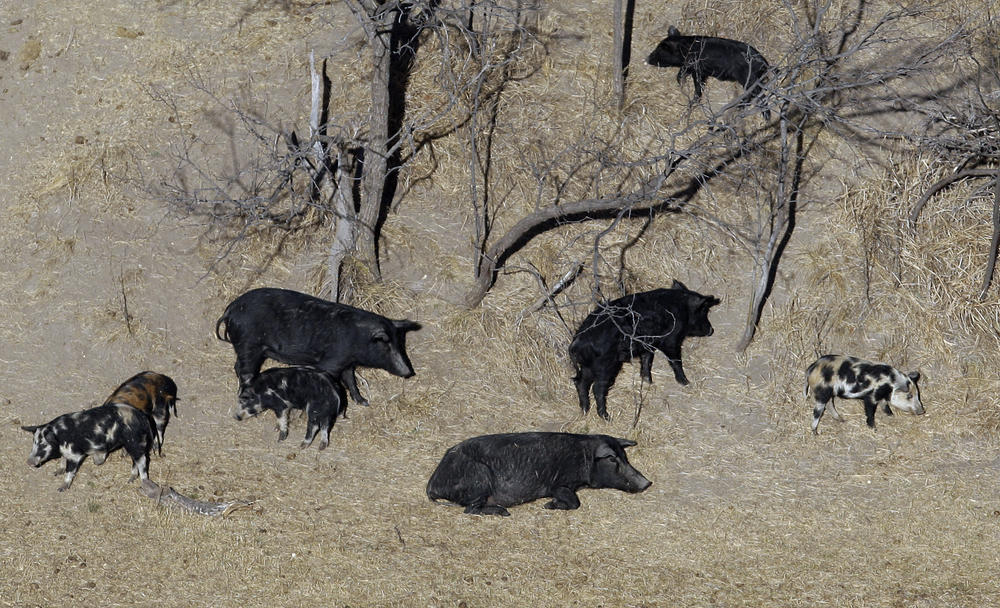 Feral pigs roam near a Mertzon, Texas ranch.