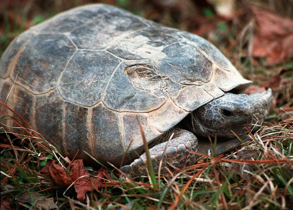 The gopher tortoise is Georgia's official state reptile