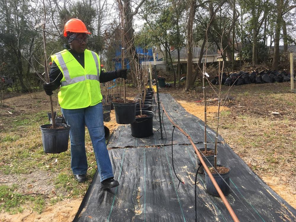 Vanessa Lawrence moves saplings into place in a city lot that's being coverted to a tree nursery on East Gwinnett Street.