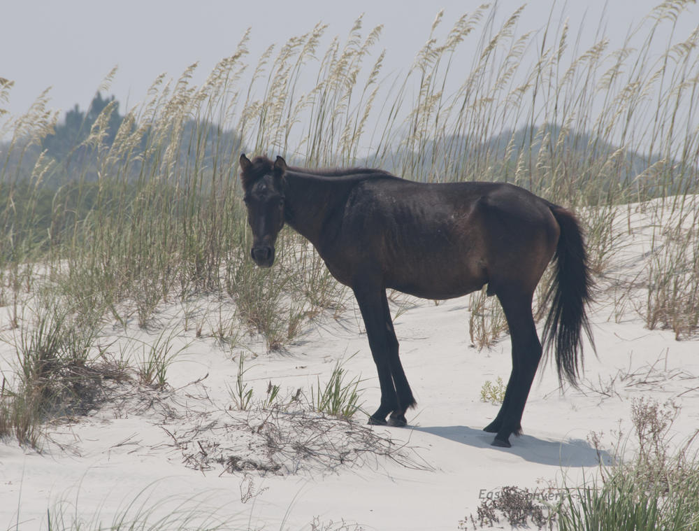 An adolescent black stallion nibbles on the dunes at Cumberland Island National Seashore, Georgia.