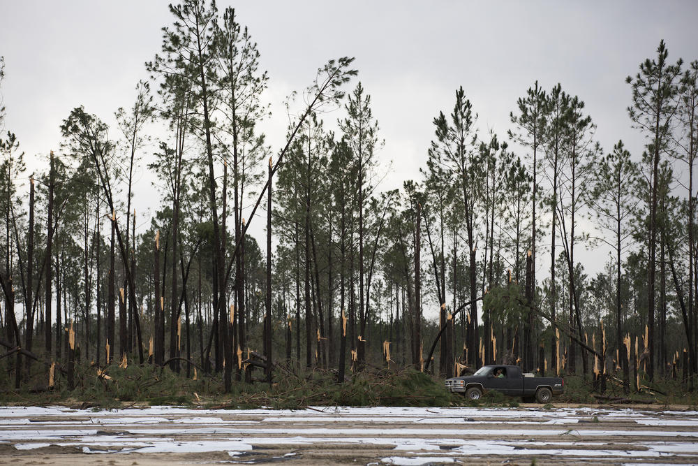 A line of pine trees snapped in half just south of Adel, Ga.