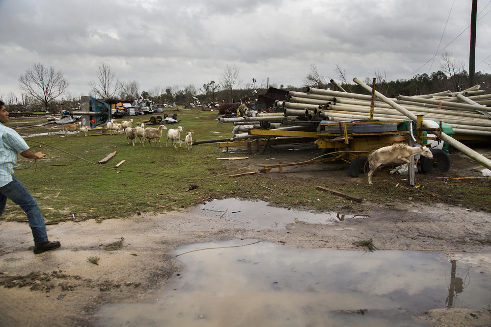A young man tries to lasso a sheep running through the rubble from a pair of trailers on a farm south of Adel, Ga. The herd belongs to a man seriously injured in the tornado that hit Adel, Georgia on January 21. The man's father said the sheep are his son's.