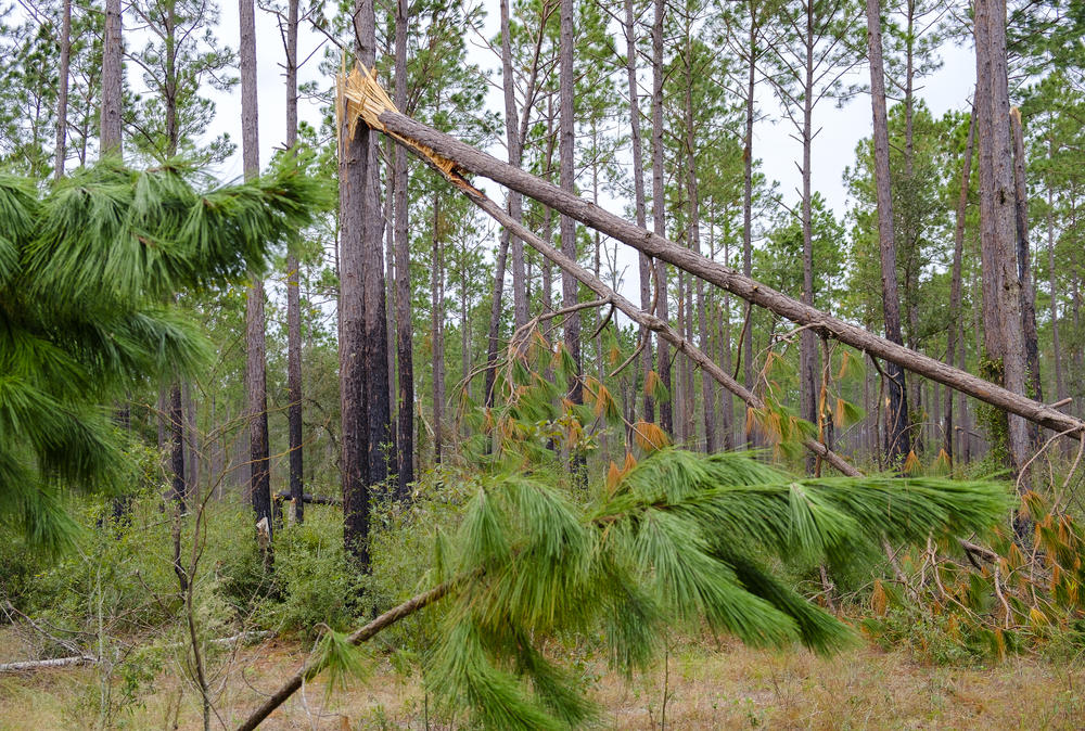Southwest Georgia timberland was hit hard by Hurricane Michael as in this forest of planted pines in Decatur County. 