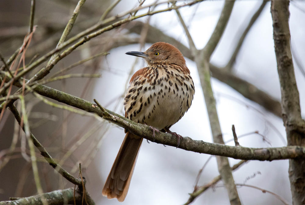 If summer temperatures increase by 2 degrees Celsius, or 3.6 Fahrenheit degrees, brown thrashers would lose nearly 75% of its range in Georgia.