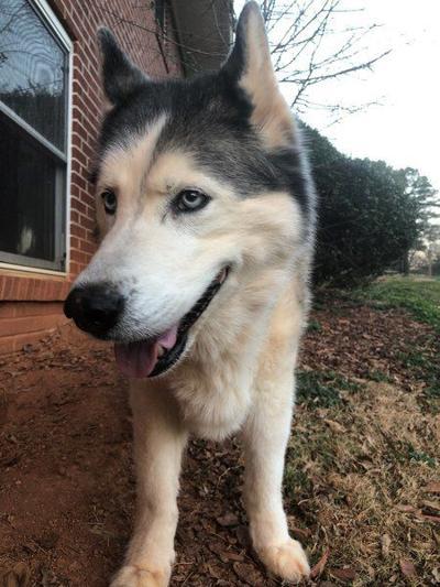 Cooper, a husky-malamute mix, was one of the first to receive a pacemaker through the Navicent Health-University of Georgia Pacemaker Donation Program. His family reports that he is doing well.