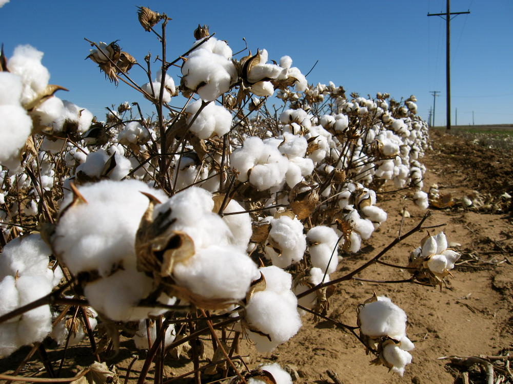 Cotton plants. 