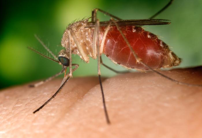 The mosquito injects saliva, which contains an anesthetic, and an anticoagulant into the puncture wound, and in infected mosquitoes, West Nile virus.