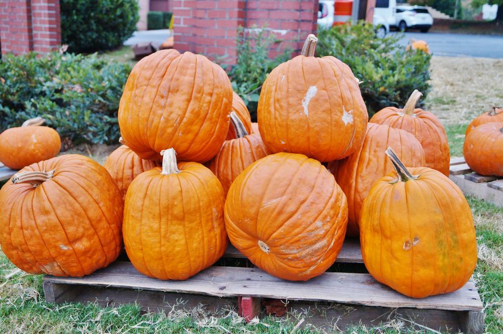 A pile of large pumpkins sat at the front of the church.