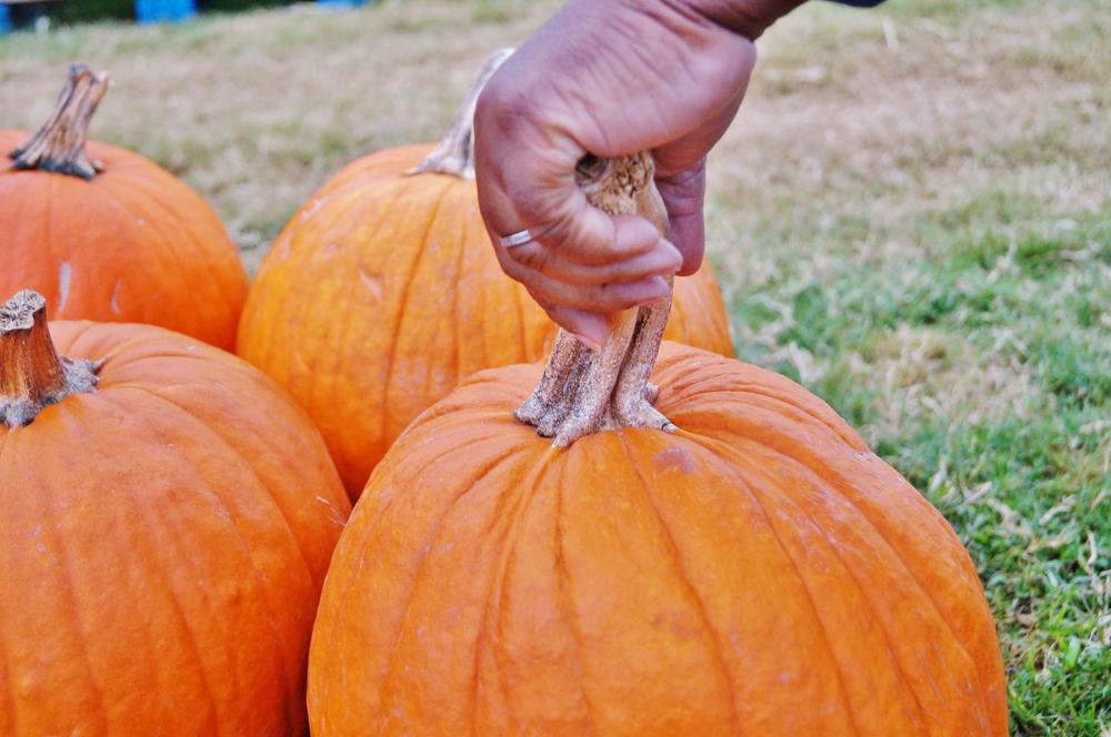 A woman inspected a pumpkin at the church's pumpkin patch.