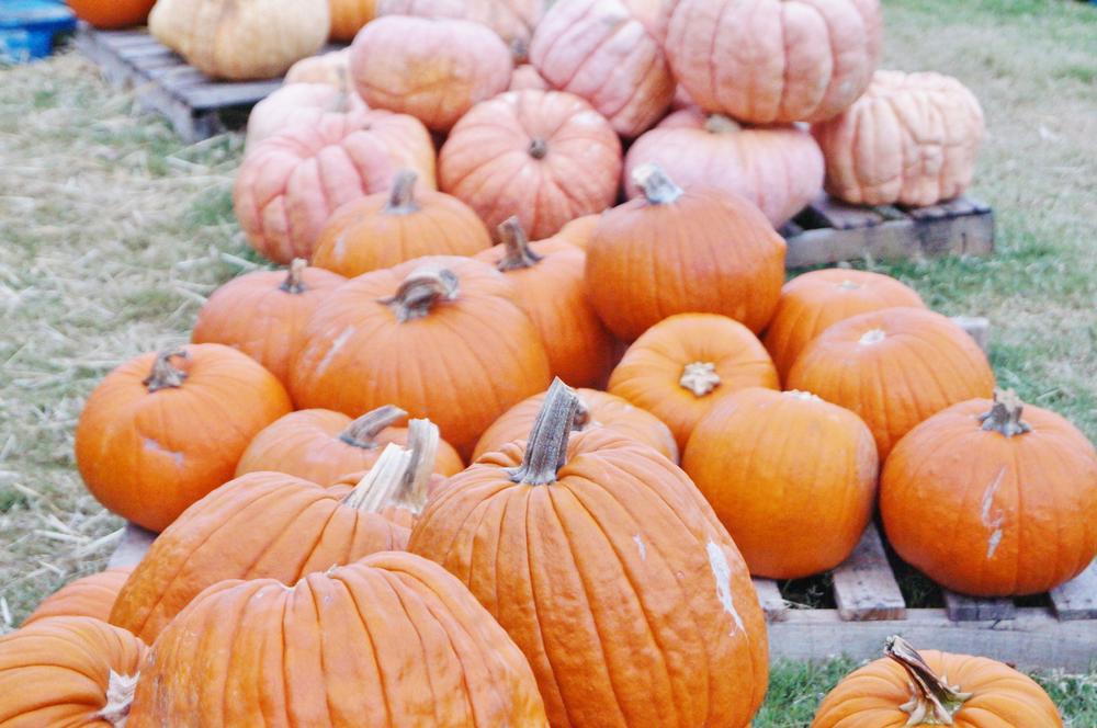 An array of several pumpkins.