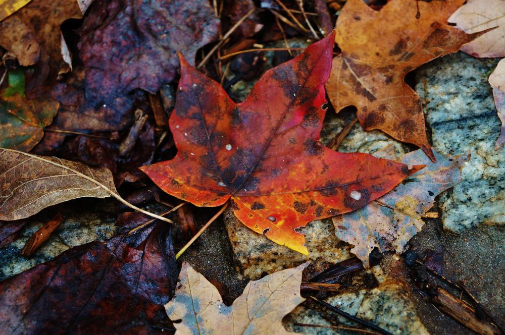 Leaves changed to red, amber and yellow colors.