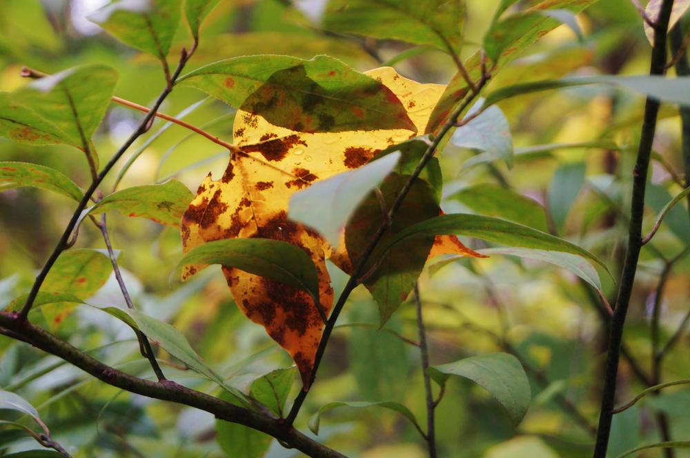 A spotted leaf in a tree in Decatur.