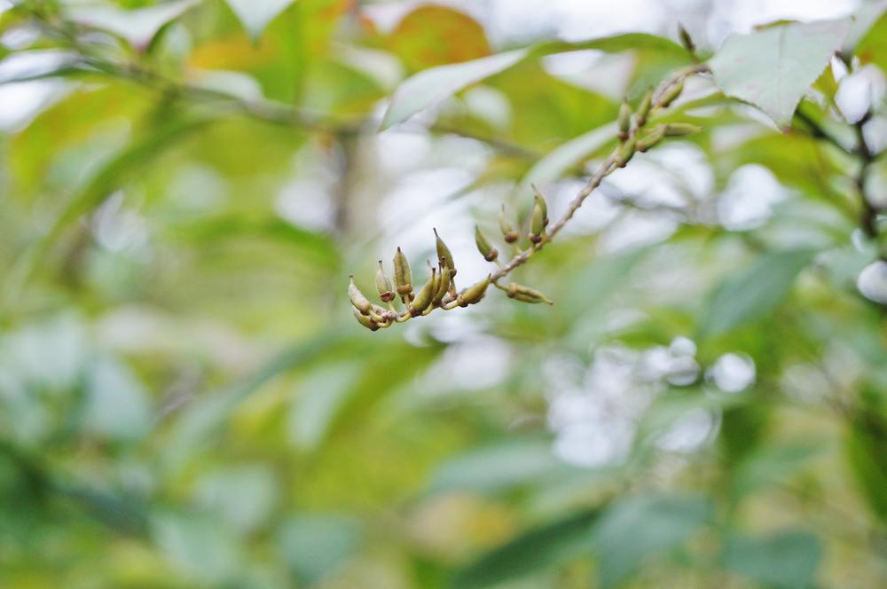 Tree leaves in a Tucker neighborhood.