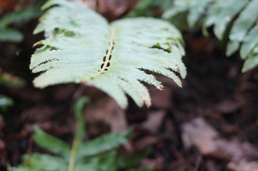 A fern leaf.