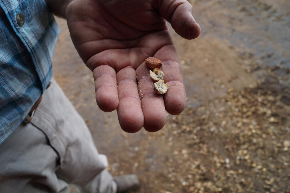 A peanut shows fungi growth that could potentially harm cattle if it's eaten.