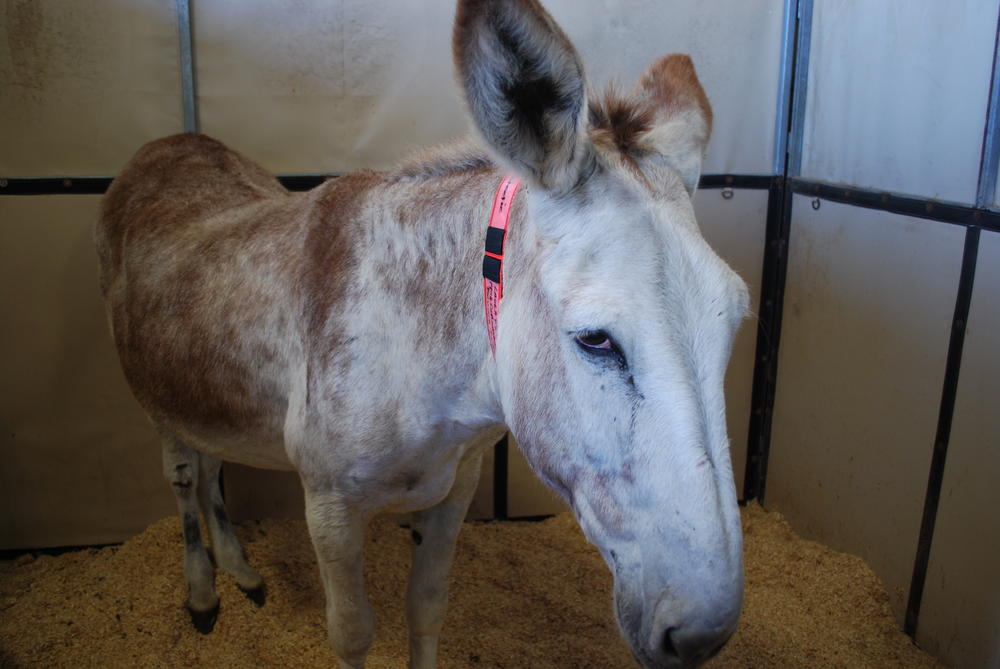 A donkey among the horses at the fairgrounds. 