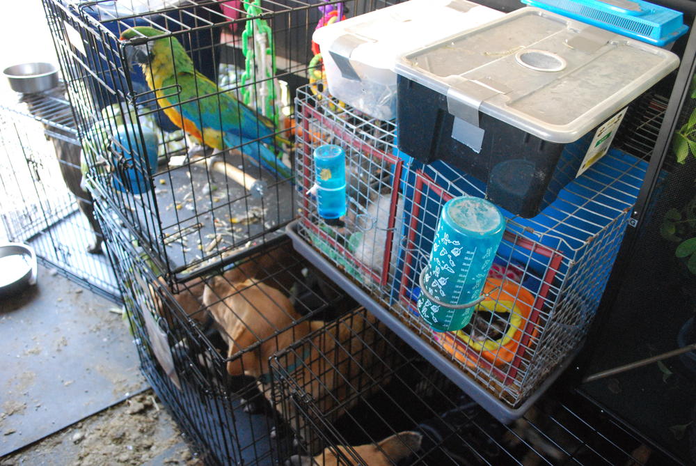 Kayla Simmons transported animals, including dogs, a bird and many reptiles, in the back of a horse trailer to avoid the hurricane and prolonged power outages.